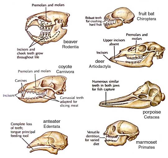 Il cranio degli animali